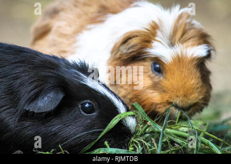 Deux cobayes (Cavia porcellus), également connu sous le nom de Cavia, manger l'herbe verte. Un cobaye dans l'accent premier plan est le noir et blanc un Banque D'Images