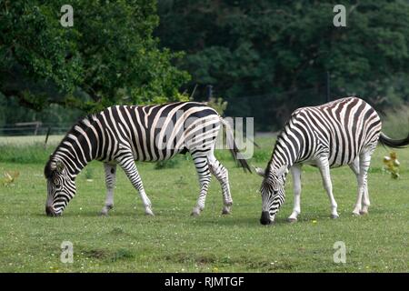 Le pâturage des zèbres au Cotswold Wildlife Park, Burford, Oxfordshire. 18 Juin 2018 Banque D'Images