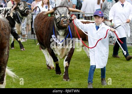 Longhorn bovins, une race de plus en plus populaire, d'être montré et jugés dans le ring d'exposition au Royal trois comtés à montrer les trois comtés Showgro Banque D'Images