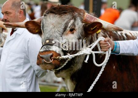 Longhorn bovins, une race de plus en plus populaire, d'être montré et jugés dans le ring d'exposition au Royal trois comtés Show, Malvern. Banque D'Images