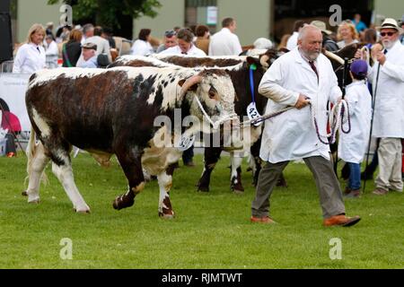 Longhorn bovins, une race de plus en plus populaire, d'être montré et jugés dans le ring d'exposition au Royal trois comtés Show, Malvern. Banque D'Images