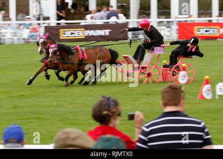 Rapide et agile poneys et pilotes en compétition dans le faisceau double conduite se précipitent dans le ring au Royal trois comtés Show 2018 Banque D'Images