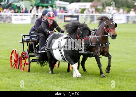 Rapide et agile poneys et pilotes en compétition dans le faisceau double conduite se précipitent dans le ring au Royal trois comtés Show 2018 Banque D'Images