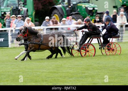 Rapide et agile poneys et pilotes en compétition dans le faisceau double conduite se précipitent dans le ring au Royal trois comtés Show 2018 Banque D'Images