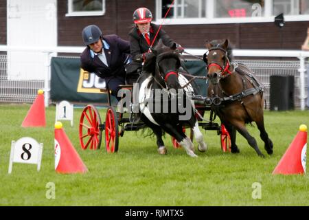 Rapide et agile poneys et pilotes en compétition dans le faisceau double conduite se précipitent dans le ring au Royal trois comtés Show 2018 Banque D'Images