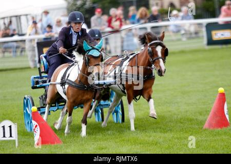 Rapide et agile poneys et pilotes en compétition dans le faisceau double conduite se précipitent dans le ring au Royal trois comtés Show 2018 Banque D'Images