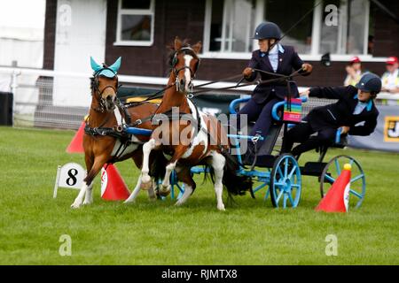 Rapide et agile poneys et pilotes en compétition dans le faisceau double conduite se précipitent dans le ring au Royal trois comtés Show 2018 Banque D'Images