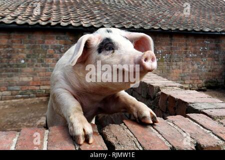 Gloucester Place vieux cochon, à Wick, qui est exécuté par les exploitations agricoles pour les enfants de la ville, à Overton Lane, Arlingham, Gloucestershire. Photos par Andrew Higgins Banque D'Images