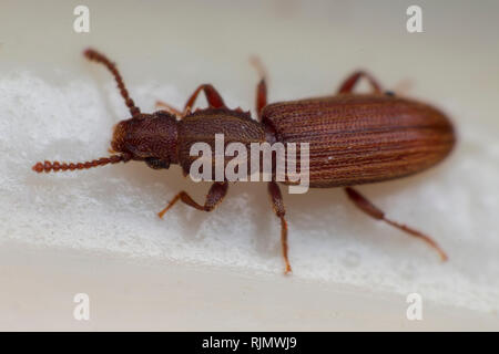 Le cucujide marchand blanc gris Vue de dessus gros plan macro Oryzaephilus mercator Banque D'Images