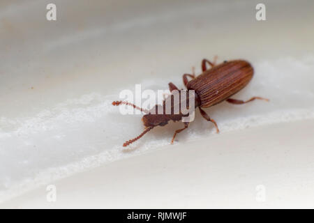 Le cucujide marchand blanc gris voir d'un côté gros plan macro Oryzaephilus mercator Banque D'Images