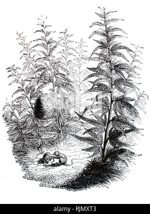 Une gravure illustrant LE CANNABIS SATIVA (chanvre). Destiné principalement à titre de culture pour produire des fibres pour cordage à voiles, et d'un matériau résistant à l'usure des chemises et blouses. ,D'huile a été extraite des graines et le résidu a été nourri à stock comme le tourteau. Le cannabis stupéfiants doux est obtenu à partir de cela, ainsi que de chanvre indien (C. indica) 1851 Banque D'Images