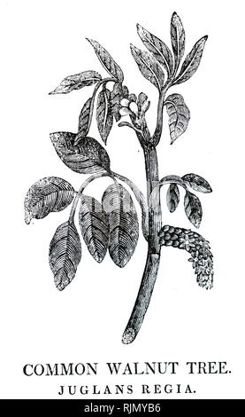 Une gravure représentant un spécimen de Juglans regia, un Vieux Monde noyer d'espèces d'arbres indigènes dans la région qui s'étend des Balkans jusqu'à l'Himalaya et le sud-ouest de la Chine. En date du 19e siècle Banque D'Images