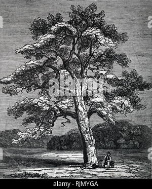 Une gravure représentant un Quercus suber un moyennes, evergreen Oak tree dans la section sect. Quercus cerris. En date du 19e siècle Banque D'Images