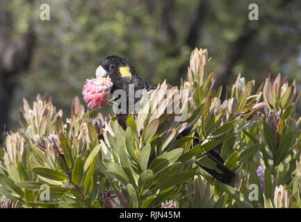 Queue jaune cacatoès noir fêtes sur les fleurs sur Bruny Island en Tasmanie, Australie ; Banque D'Images