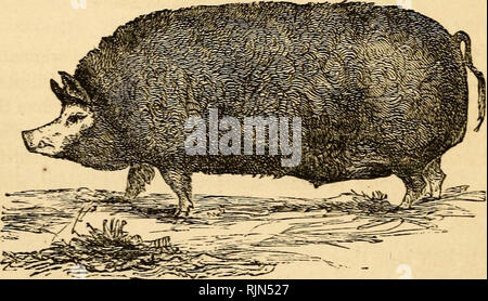 . La grange-cour ; un manuel de bovins, de chevaux et de l'élevage des moutons ; ou, la façon de se reproduire et à élever les différentes espèces d'animaux domestiques : embrasser les indications pour la reproduction, l'élevage, et de gestion générale du cheval, mule, bovins, ovins, porcins et volailles ; les lois générales, de parenté, et héréditaires descente , appliquées aux animaux, et comment races peuvent être améliorées ; comment assurer la santé des animaux ; et comment les traiter pour les maladies sans l'utilisation de médicaments ; avec un chapitre sur l'apiculture. Les animaux domestiques ; les abeilles. 100 animaux domestiques, avec les porcs indigènes il forme un excellent race, que nous pouvons cal Banque D'Images