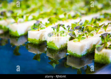 Close up de jeunes légumes hydroponiques , avec plusieurs types de laitue, croissant sur l'eau, l'alternative à l'argriculture traditionnels Banque D'Images