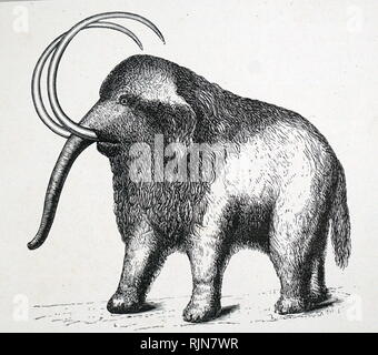 Une gravure représentant un mammouth restauré. En date du 19e siècle Banque D'Images