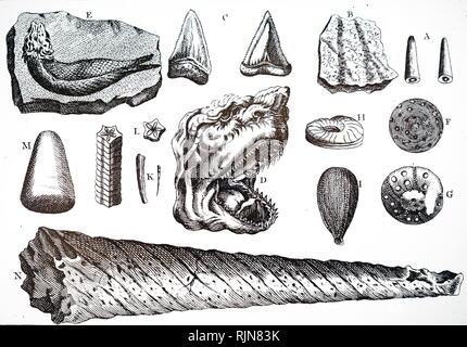 Une gravure représentant une collection de différents types de fossiles, y compris les dents de requin, ammonites, poissons, etc. En date du 18e siècle Banque D'Images