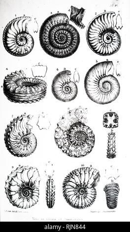 Une gravure représentant une collection de différents d'Ammon, un groupe éteint de mollusque marin animaux dans la sous-classe Ammonoidea de la classe des céphalopodes. En date du 19e siècle Banque D'Images