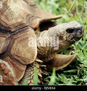 . La biodiversité en bambou : Afrique, Madagascar et les Amériques. Bambou bambou ; Biodiversité ; ; Biodiversité ; Bamboe ; Rotan ; Biodiversiteit ; Bambusgewa ?chse ; BAMBOU ; diversité biologique ; LA CONSERVATION DE LA NATURE ; DES CARTES ; Afrique ; Madagascar ; Amériques. La biodiversité en bambou. Les forêts de bambous dans l'ouest de Madagascar sont le foyer de la tortue plus rares du monde, le "En danger" ou angonoka Geochelone [tortue ploughshare niphora). maintenir la dynamique et la diversité des forêts naturelles dans cette région. CONCLUSIONS ET SUGGESTIONS POUR LA POURSUITE DES TRAVAUX Cette étude a montré que de nombreux bambous ligneux en Afrique, Madagascar Banque D'Images