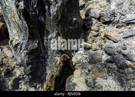 Tronc de l'arbre brûlé après l'incendie de l'avant-plan, avec de la cendre sur le sol et les pierres brûlées Banque D'Images