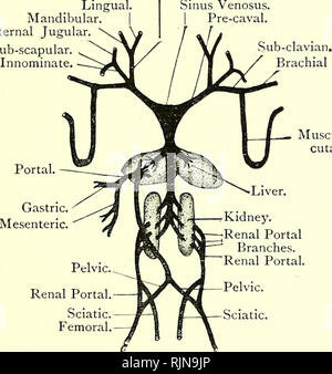 . Texte-livre élémentaire de zoologie [ressource électronique]. Zoologie. RANA. 343 se trouve dorsalement une paire de poumons. Chaque repose librement dans la cavité, mais est fixé en avant de l'oesophage. Si les poumons gonflés par une sarbacane à travers la glotte ils seront vus pour se composent de sacs creux d'une grande élasticité. Lorsqu'ils ont crevé retourner à leur ancien état mou et petit vrac. La grenouille se remplit sa cavité buccale avec l'air à travers le nares, puis se déplace vers le haut le plancher de la cavité avec son arc hyoïdien cartilage. Ceci force l'air vers le bas pour les poumons et les effets inspirafio ?i. L'air est fin Banque D'Images