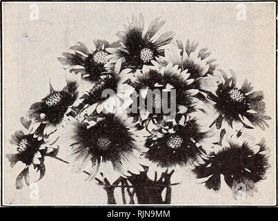 . Bailey's seeds : au-dessus d'eux tous. Bouquets d'hiver EVERLASTINGS de votre propre faire une at- traction de présent pour un ami, en plus de fournir au cours de l'hiver long et froid, quand les fleurs sont rares, un peu de luminosité pour votre propre maison. Avant de couper complètement développé, tas comme les petits pois et l'accrocher sur une ligne dans un climat chaud et sombre, sec prix. Ils vont sécher complètement en dix jours. ACROCLINIUM ROSEUM (Double)-deux pieds. Pkt., 10c. (HELICHRYSUM Strawflower). Mixte spécial. Pkt., 10c. FORGET-me-not (MYOSOTIS). Un vieux favori à croissance faible, fleurs en grappes de profusion, Tine bleu dainty peta Banque D'Images