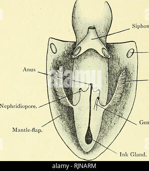 . Texte-livre élémentaire de zoologie [ressource électronique]. Zoologie. Mollusque 278 A. Fig. 194.-vue ventrale de la cavité du manteau avec Sepia officinalis Ouvert. {Ad. nat.) Siphon.. Facet. Ctenidium. L'Aperture. Presse-étoupe d'encre. La pension alimentaire. La bouche conduit par les mâchoires dans une chambre buccale qui contient une itophore ?odo grincant essentiellement de même nature que celle de l'escargot. D'un conduit d'une paire de glandes salivaires s'ouvre sur la chambre. L'œsophage conduit certains à l'stomachy un grand sac arrondi. À partir de la proximité de la jonction de l'estomac et de l'oesophage l'intestin passe forwar Banque D'Images