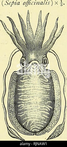 . Texte-livre élémentaire de zoologie [ressource électronique]. Zoologie. 276 A. MOLLUSQUES III.-sépia. Phylum - - - - - mollusques. Classe des céphalopodes. Sepia officinalis est un gros mollusque, souvent près d'un pied de longueur. C'est trouvé communément autour de nos côtes, bien que plus abondante dans le sud. Il vit une vie pélagique, l'itinérance, et est un mangeur de chair vorace. Sa coquille séchée est souvent jeté sur le rivage. L'animal est constitué d'une tête et son corps. Le corps est aplati et en forme de bouclier, avec une expansion latérale ou fin le long de chaque Fig. 192.-Vue dorsale edge. 1 il a dix tentacules, tête de la Commo Banque D'Images