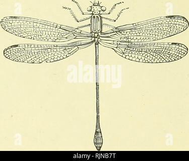 . Texte-livre élémentaire de zoologie [ressource électronique]. Zoologie. 254 ANNULER À A. Le chou blanc pond ses oeufs sur les choux et les navets qui l'larvse dévorer. Un grand nombre de papillons volant la nuit- métro chenilles qui n'ont endommagé les cultures. La relation d'Lepidopfe ?'un de fleurs et la cor- modifications structurelles liées à chaque est pleine d'intérêt. D'une manière générale, les fleurs emploient des lépidoptères à transporter le pollen, et ainsi fertiliser et les attirer par un approvisionnement de nectar. C. Ordre -Neitroptera. Fig. 173.-démoï-gt;elle Dragon Fly (Agrion paella ).. L'avis de Xervured Banque D'Images