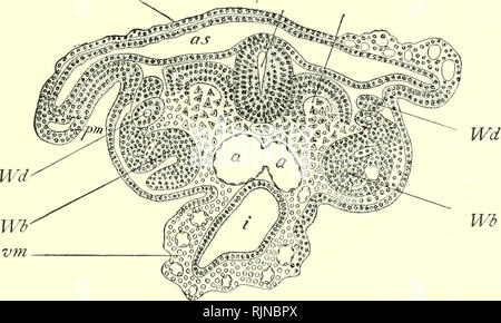 . Un texte-livre d'embryologie pour les étudiants de médecine [ressource électronique]. L'embryologie ; l'embryologie. Développement de la REINS ET URETÈRES. 235 suis n S. Fig. 119.-section transversale de dix-sept jours d'embryons d'ovins (Bonnet) : am, amnios, comme, sac amniotique ; n, canal neural ; s, répartis en huit segments- musculaire ; plaque de la CMT, de Wolff Wolff, Wb ; corps ; h, mésoderme pariétal ; vm, vis- ceral mésoderme ; un, une fusion, aortse primitive ; je, intestin. canal. Ces tubes acquérir par leur connexion avec les extrémités plus pronephric formées précédemment (Fig. 117), qui. Veuillez noter que ces images sont e Banque D'Images