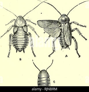 . Texte-livre élémentaire de zoologie [ressource électronique]. Zoologie. BLATTA. 223 le pain. Le corps, comme celle de la langoustine, est symétrique et piano-, est encastré dans un exosquelette dur Cette Integu- se compose d'une cuticule chitineuses sécrétée par l'ectoderme, mais il diffère de celui de la langoustine dans l'absence de matière calcaire. D'où l'exo- squelette est difficile et quelque peu flexible, mais pas aussi dur et épais que celui de la seconde. Nous pouvons encore Fig. 146.-La blatte commune (Blatta orientalis). Taille naturelle.. Un homme, avec des ailes de gauche élargi. B, Femme avec win vestigial Banque D'Images