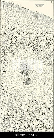 . Les bactéries dans le cadre de maladies des plantes. Les bactéries ; maladies des plantes. Fig. 107/ Fig. J08.f *Fig. 107.-Portsmouth, Virginia, tubercule de pomme de terre. Un détail à partir de la fig. 83, à une plus grande occupation bactériennes montrant qu'à la fig. 83 à B, et l'absence complète de l'amidon sur la périphérie. Quelques grains d'amidon se produisent à l'intérieur de cellules à Si. (.Center). Seulement quatre cellules contenant du sable de cristal sont présents cavités ont commencé à former et d'autres sont présents au-delà de C (marge de droite), où sont également un peu de cellules contenant des grains d'amidon (voir fig. 106). En divers endroits, comme à X (utiliser du verre), une modification a t Banque D'Images
