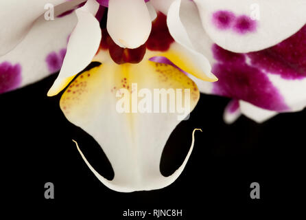 Une orchidée fleur sur fond noir Banque D'Images