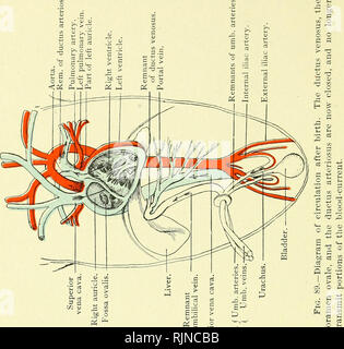 . Un texte-livre d'embryologie pour les étudiants de médecine [ressource électronique]. L'embryologie ; l'embryologie. . Veuillez noter que ces images sont extraites de la page numérisée des images qui peuvent avoir été retouchées numériquement pour plus de lisibilité - coloration et l'aspect de ces illustrations ne peut pas parfaitement ressembler à l'œuvre originale.. Heisler, John Clement ; Waterstone, David, l'ancien propriétaire ; Duke-Elder, Stewart, 1898-1978, l'ancien propriétaire ; University College, Londres. Services de bibliothèque. Philadelphia : W. B. Saunders Company Banque D'Images