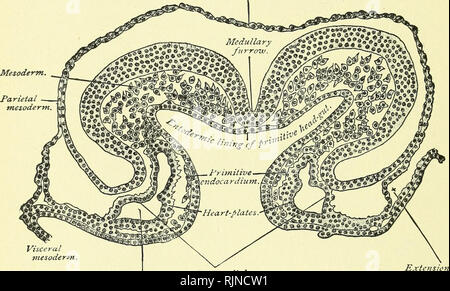 . Un texte-livre d'embryologie pour les étudiants de médecine [ressource électronique]. L'embryologie ; l'embryologie. 154 TEXT-book d'embryologie. dans les cellules musculaires, qui sont à constituer l'avenir coeur- muscle, alors que ceux du cylindre intérieur s'aplatissent et assumer le endothelioid saisir pour devenir l'endocarde. La croissance de la projection de manière centralisée à partir de la paroi musculaire des processus et l'outpocketing endothélials du tube pour couvrir ces processus et la ligne les espaces clos par eux laissent présager le caractère spongieux de la surface interne de l'adulte, avec son coeur et musculi pectinati columnse carneae. Il Banque D'Images