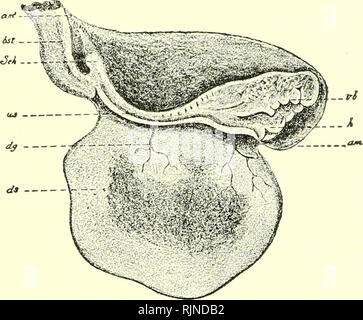 . Un texte-livre d'embryologie pour les étudiants de médecine [ressource électronique]. L'embryologie ; l'embryologie. Fig. 57-Les droits de l'embryon de sur le quinzième jour (Son). L'embryon est fixé au mur de la vésicule blastodermic par le cordon ombilical ou manette allantoïdien, et est inclus dans l'amnios ; le grand sac vitelline librement communique avec le encore largement ouvrir gut.. Fig. 58.-Les droits de l'embryon, du sac vitellin et l'amnion, ventre-tige de quinze à dix-huit jours après (Coste). Le chorion est détaché à am' : am, amnios ; am', le point de fixation de l'amnios pour le chorion tirée vers une ti Banque D'Images