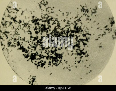 . Les bactéries, d'autant plus qu'elles sont liées à l'économie de la nature. La bactériologie. . Veuillez noter que ces images sont extraites de la page numérisée des images qui peuvent avoir été retouchées numériquement pour plus de lisibilité - coloration et l'aspect de ces illustrations ne peut pas parfaitement ressembler à l'œuvre originale.. Newman, George, Monsieur, 1870- [de l'ancien catalogue]. New York, G. P. Putnam's Sons ; Banque D'Images