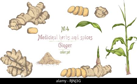 La main de l'ensemble des racines de gingembre, vit et fleurs isolé sur fond blanc. Illustration de Vecteur