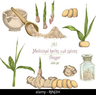 La main de l'ensemble des racines de gingembre, vit et fleurs isolé sur fond blanc. Illustration de Vecteur