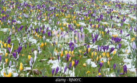 Plantation massive de crocus à fleurs mixtes dans la pelouse du jardin offrant un affichage de crocus coloré lors d'une journée de printemps de la neige à Surrey, Angleterre, Royaume-Uni. Banque D'Images