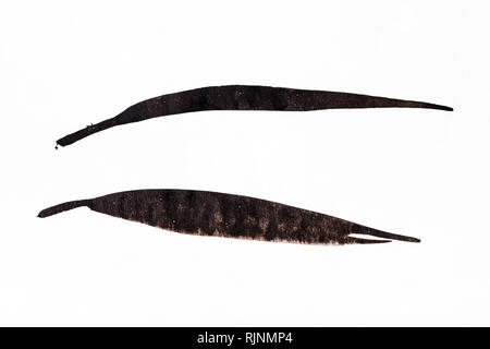 La formation en dessin sumi-e (suibokuga) style - feuilles de canne par peinte à l'aquarelle noire sur papier blanc Banque D'Images