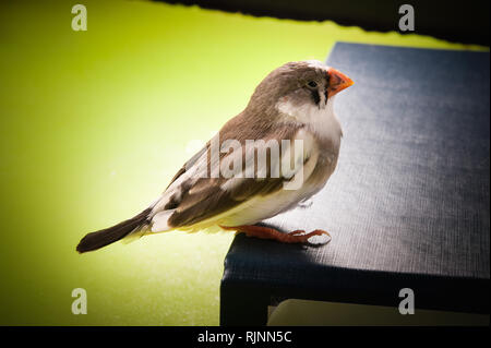 Zebra Finch sur le dossier bureau près de l'alimentation dispersés Banque D'Images