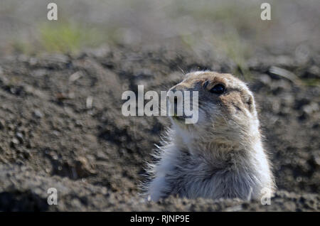 Un chien de prairie dans sa butte au printemps à l'American Prairie Reserve à Sun Prairie. Au sud de Malte dans Phillips Comté, Montana. Banque D'Images