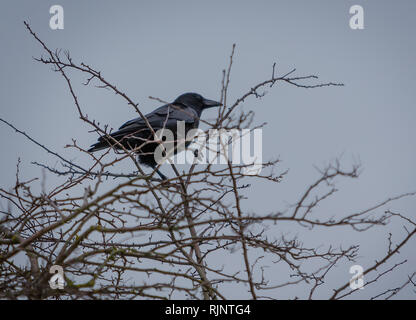 Une corneille est situé au-dessus de la haie à Marbury Country Park, Northwich, Cheshire, Angleterre Banque D'Images