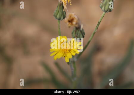 Petite fleur jaune dans le désert Banque D'Images