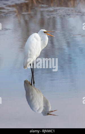 Une grande statuaire erget reflète son plumage blanc élégant dans un étang peu profond. Il ouvre son bec pour crier dans un effort effrayer loin de ses envahisseurs Banque D'Images