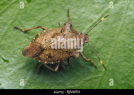 Bronze d'hivernage Shieldbug (Troilus luridus) reposant sur des feuilles de lierre. Tipperary, Irlande Banque D'Images