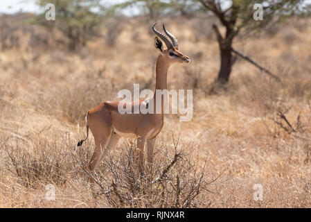 Un mâle, Gerenuk Litocranius walleri, Buffalo Springs National Reserve, Kenya Banque D'Images
