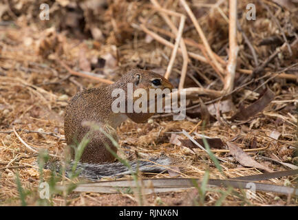 Un homme Unstriped ground squirrel, HA83 rutilus, Samburu Game Reserve, Kenya Banque D'Images